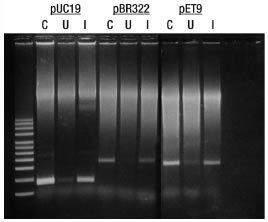 Copy-number of ColE1-type plasmids is lowered up to 25-fold in CopyCutter™ EPI400™ E. coli cells