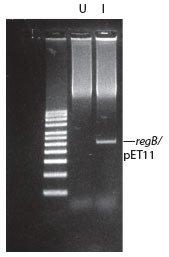 Uninduced CopyCutter™ EPI400™ E. coli cells containing a regB clone (lane U) are induced to higher-copy number (lane I) using the CopyCutter Induction Solution