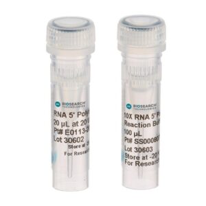 RNA 5´ Polyphosphatase