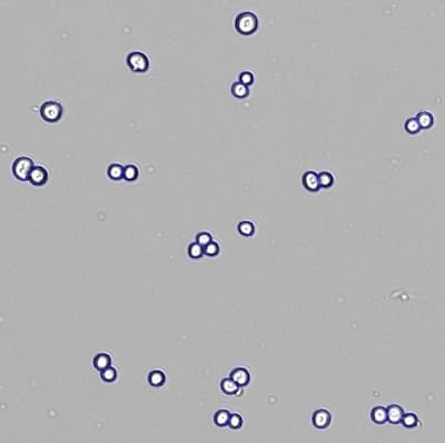 Denovix CellDrop™ Cell Counter - GeneTarget Solutions