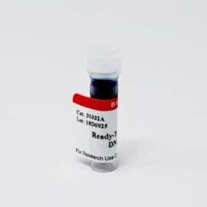 Ready-to-Use 100 BP DNA Ladder