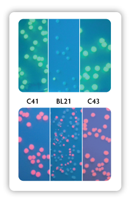 Green Fluorescent Protein