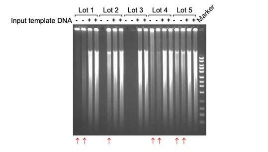 Whole genome amplification as outlined in Protocol 2