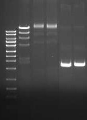 Exonuclease and Endonuclease Activity Assay