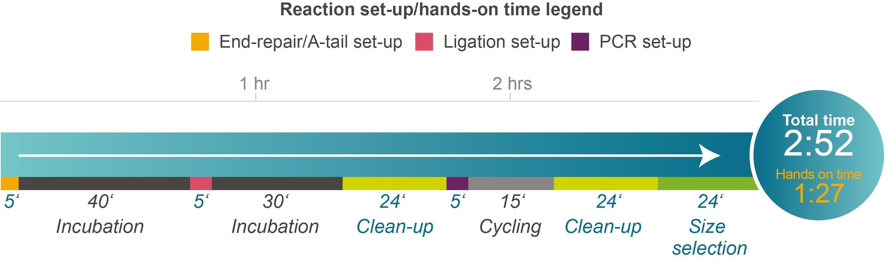 Time course for the NxSeq UltraLow DNA Library Kit v2 protocol