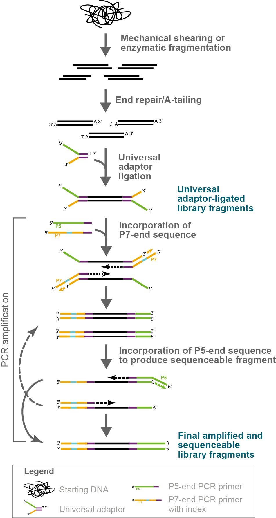 NxSeq UltraLow DNA Library Kit Single index library construction