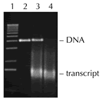 Epicentre-dnase_1