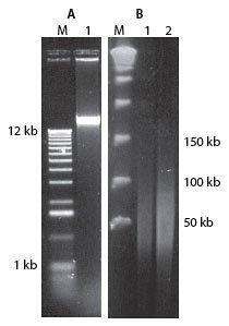 Epicentre-g_masterpuregram_electroanalydna