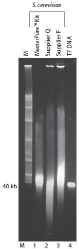 Epicentre-g_masterpureyeast_sizedistdna