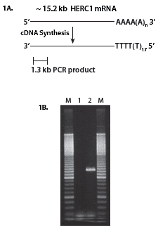 Epicentre-g_mmlv_full-length_cdna_from_rna