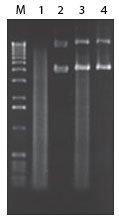 midsafe_atpdependent