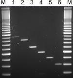 Epicentre-g_quickextractrna_fig1