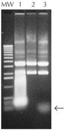 Epicentre-rnase_i_final