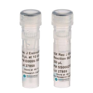 Rec J Exonuclease