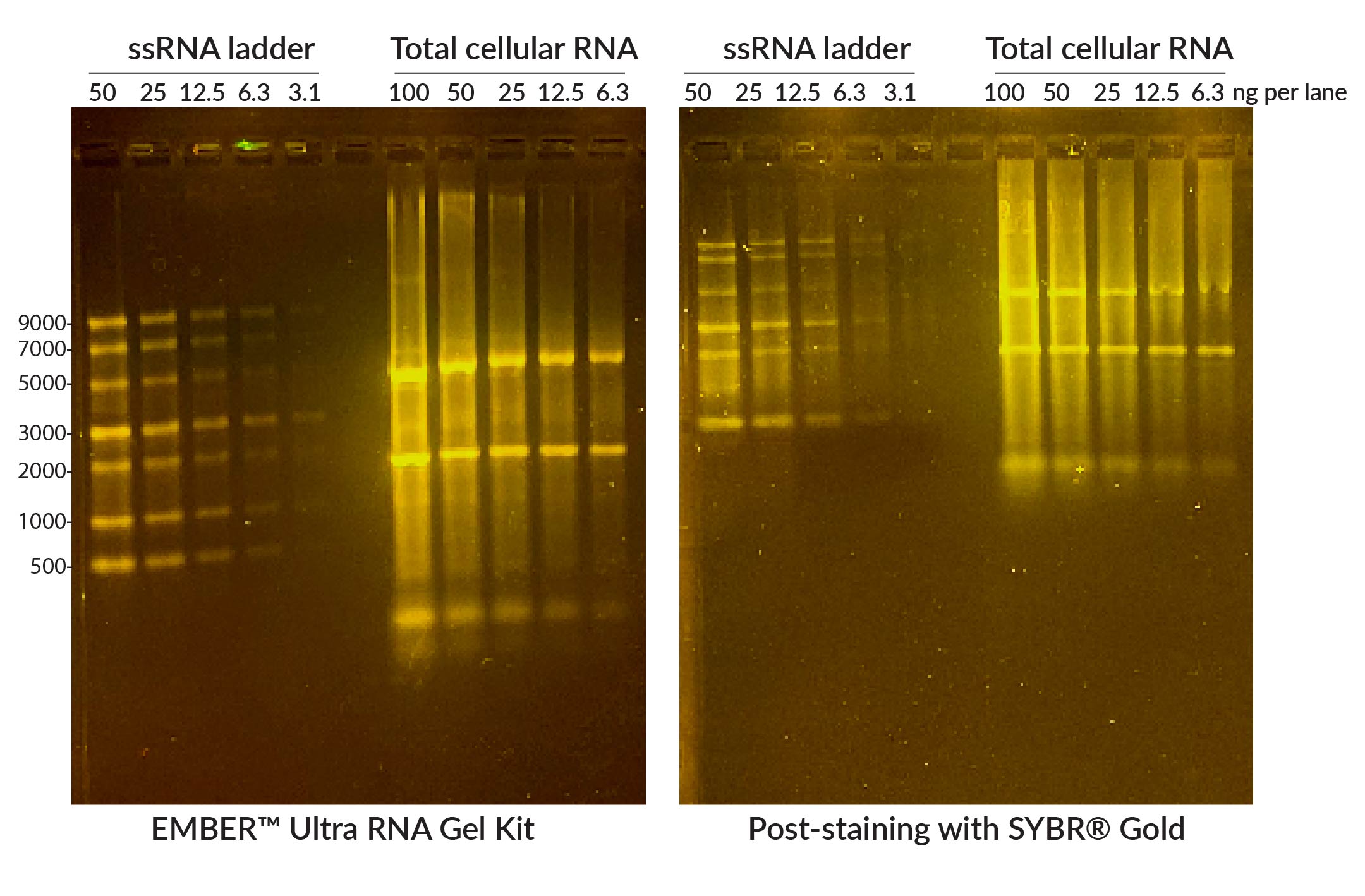 EMBER-Ultra-RNA-vs-SYBR-Gold-Gel-Bright-composite.jpg