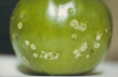 infected tomato