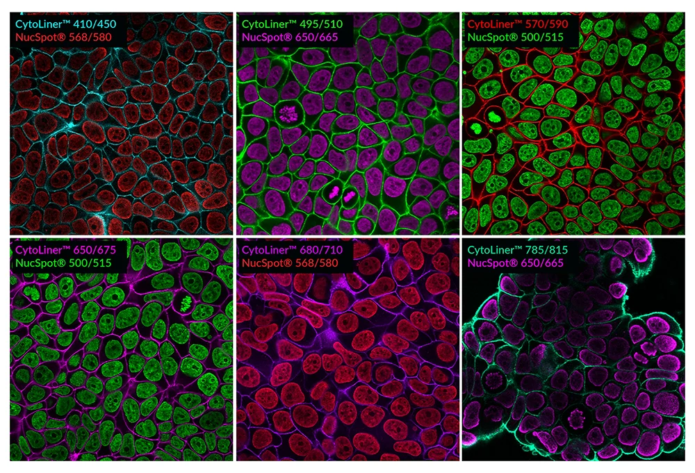 CytoLiner-NucSpot-MCF7-composite-6-color