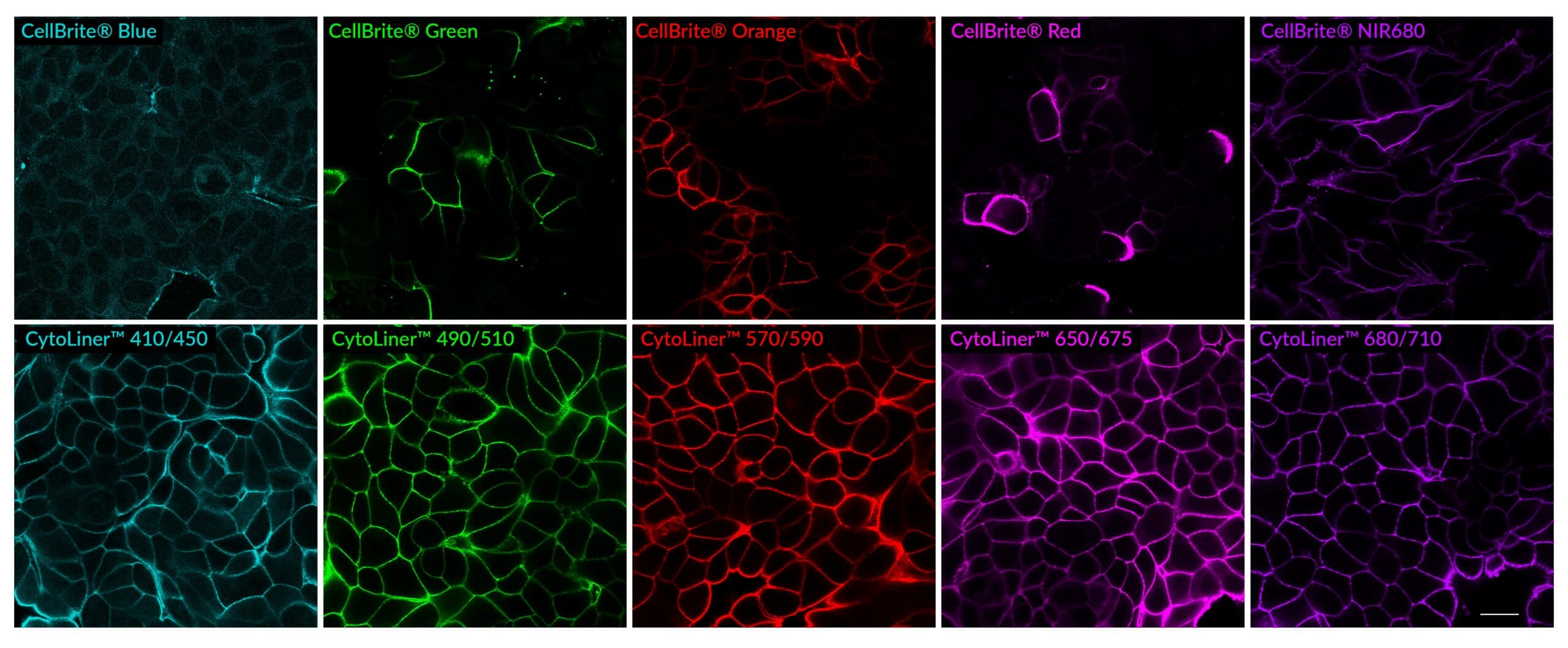 CytoLiner-vs-CellBrite-composite-scaled
