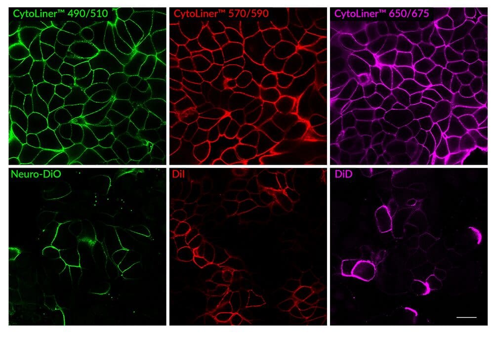 6/CytoLiner-vs-carbocyanine-dyes-composite-web
