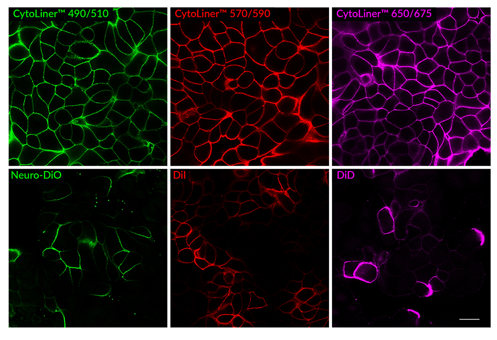 6/CytoLiner-vs-carbocyanine-dyes-composite-web