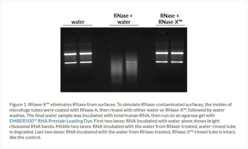 RNase-X_figure1