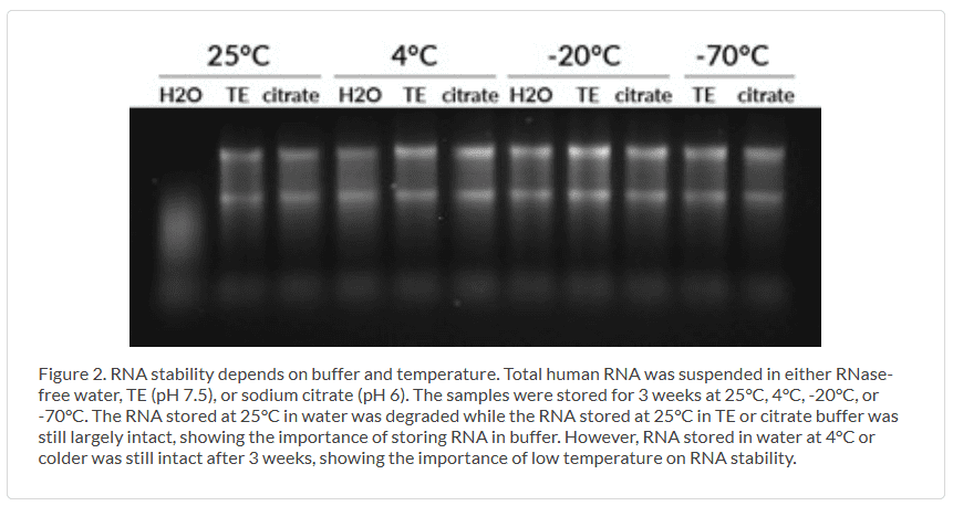 RNase_stability_figure2