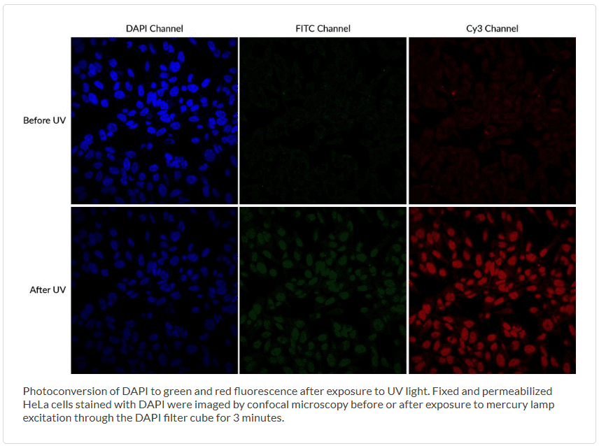 Photoconversion of DAPI