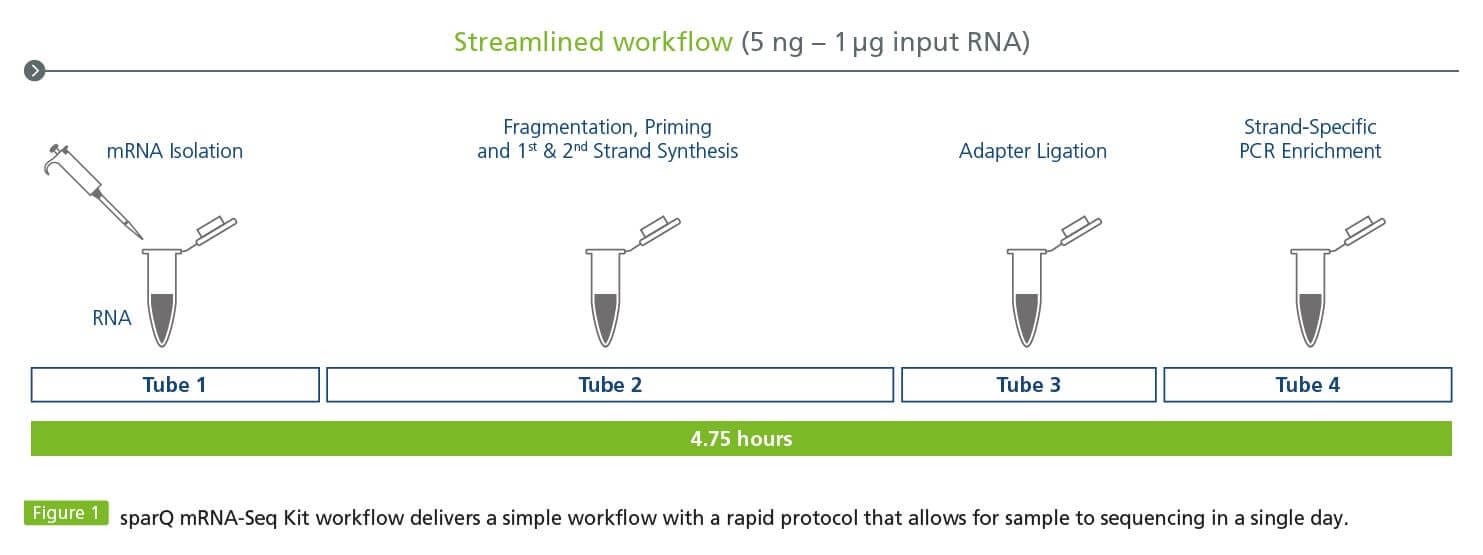 sparQ-mRNA-Seq-Kit-Streamlined_Workflow