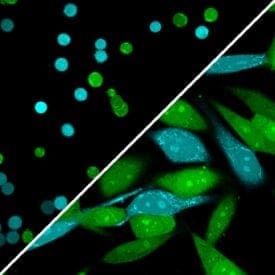 Tech Tip: Using ViaFluor® SE Stains for Cell Tracing and Co-Culture