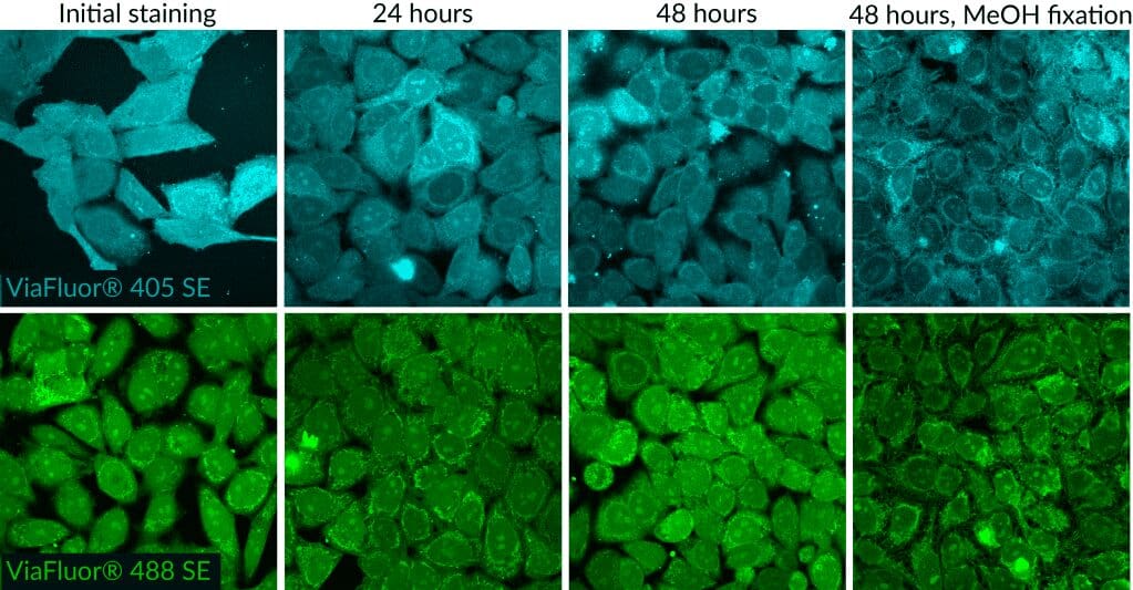 Tech Tip: Using ViaFluor® SE Stains for Cell Tracing and Co-Culture