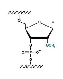 2-O-methyl-modification