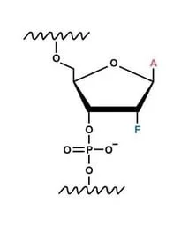 2-fluoro-methyl-modification