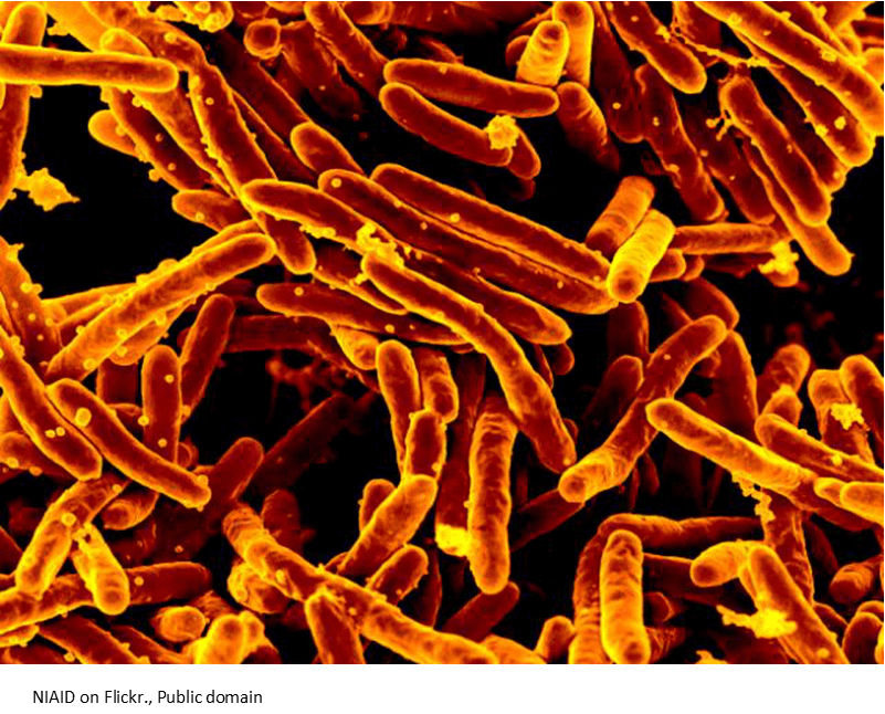 Mycobacterium_tuberculosis
