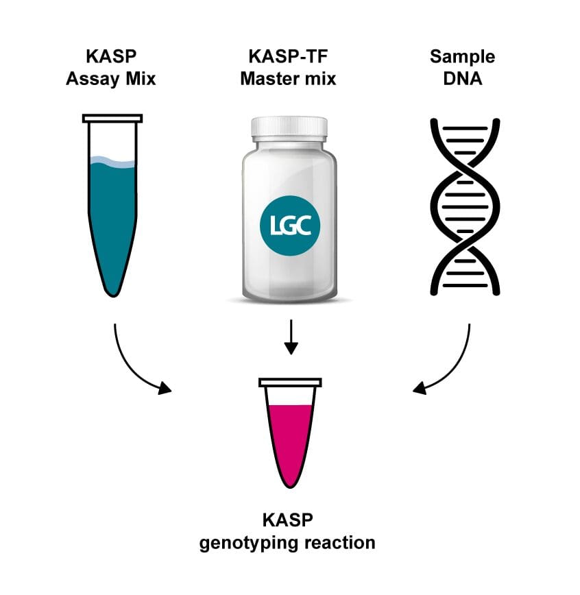 KASP genotyping technology