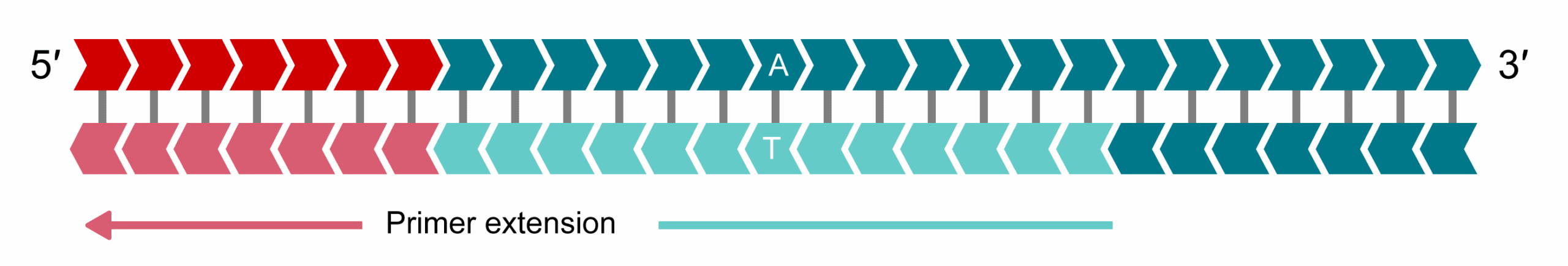 allele-Y tail