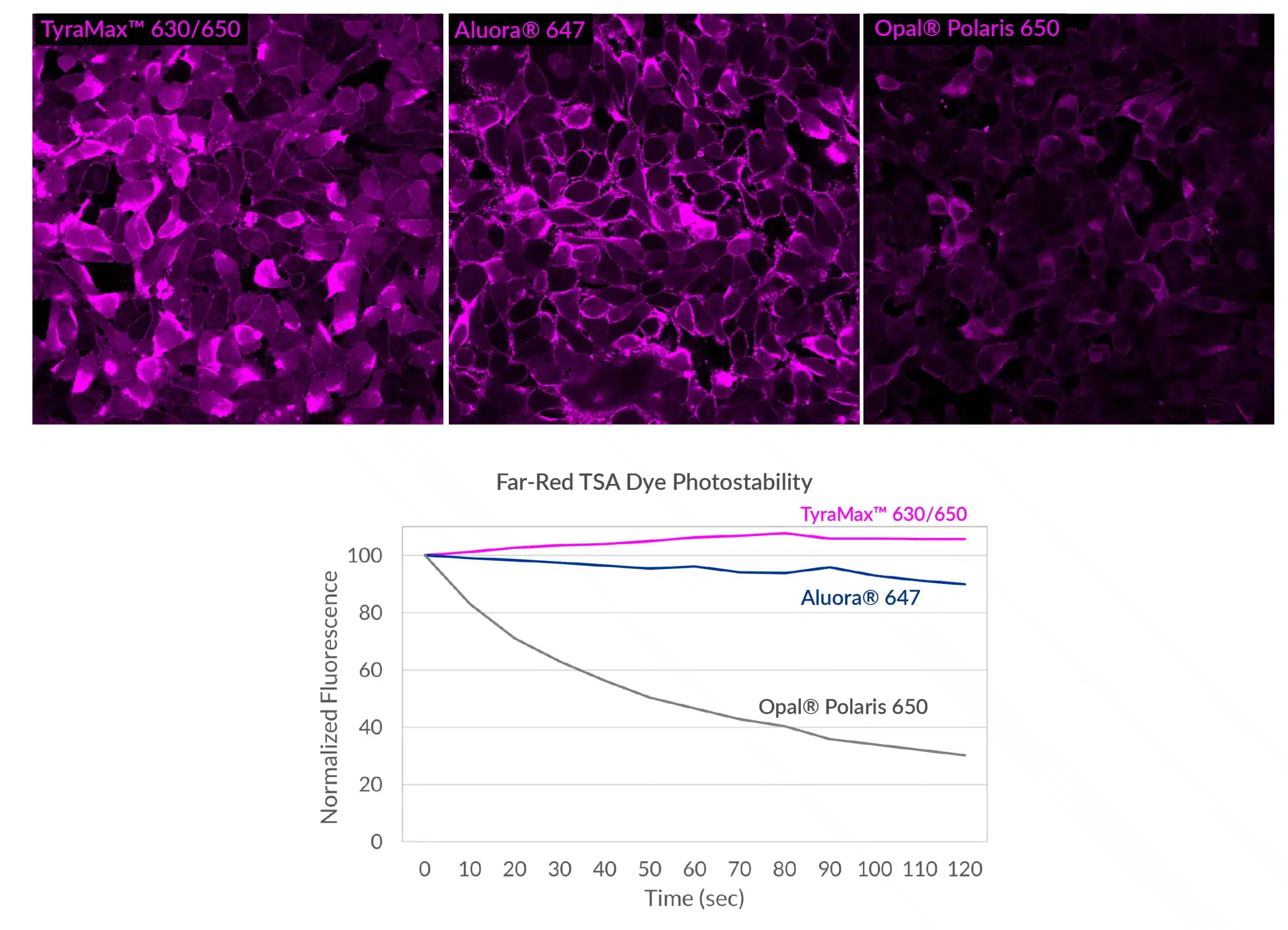 PFA-fixed HeLa cells stained with WGA-HRP detected with TyraMax™ Amplification Dyes