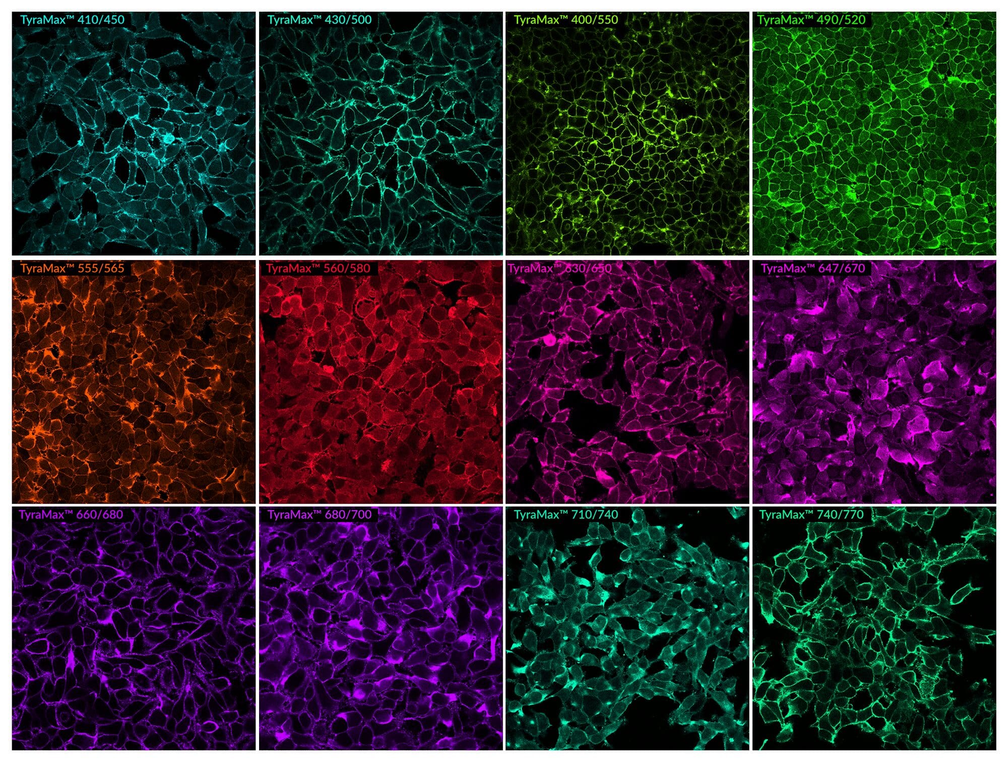 PFA-fixed HeLa cells stained with WGA-HRP detected with TyraMax™ Amplification Dyes