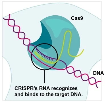 sgRNA guides the Cas9 to cleave the target DNA